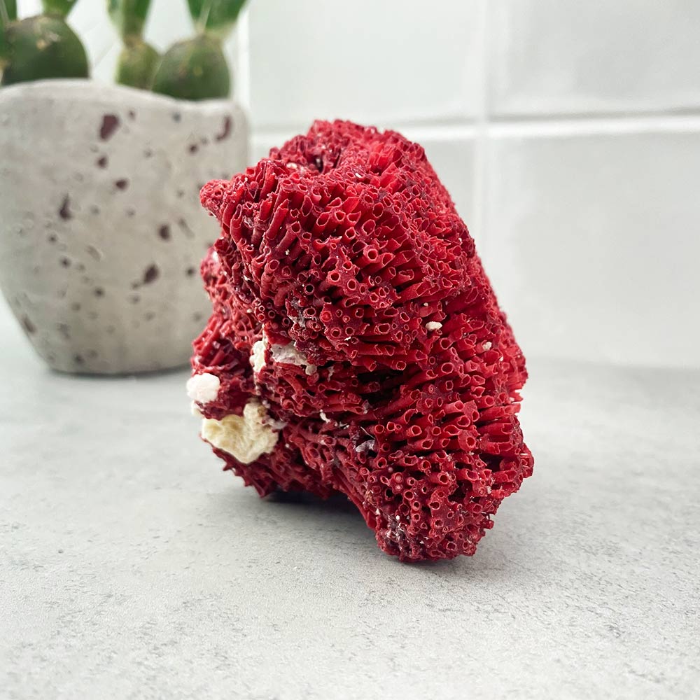 natural red coral specimen