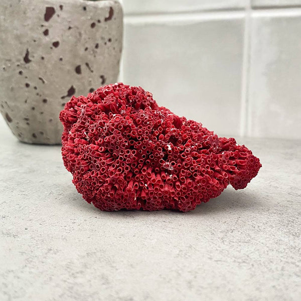 natural red coral specimen
