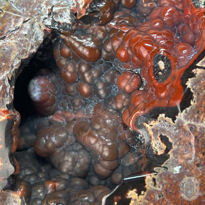 7" Volcanic Red Fox (Orrelanite) Botryoidal Agate Skull Carving
