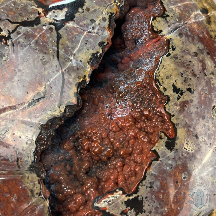 7" Volcanic Red Fox (Orrelanite) Botryoidal Agate Skull Carving