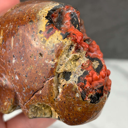 Rare Volcanic Red Fox (Orrelanite) Botryoidal Agate Skull Carving
