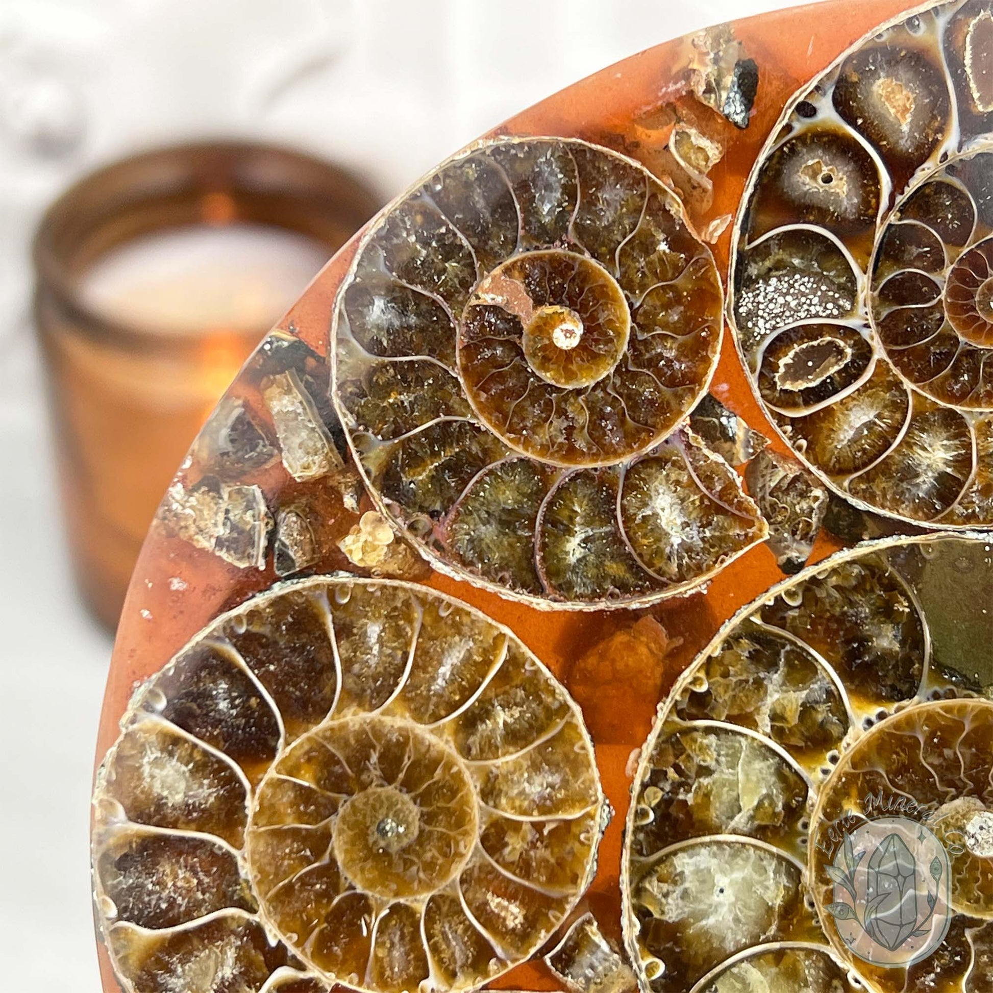 Real Ammonite Fossils with Pyrite Display Plate