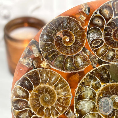 Real Ammonite Fossils with Pyrite Display Plate