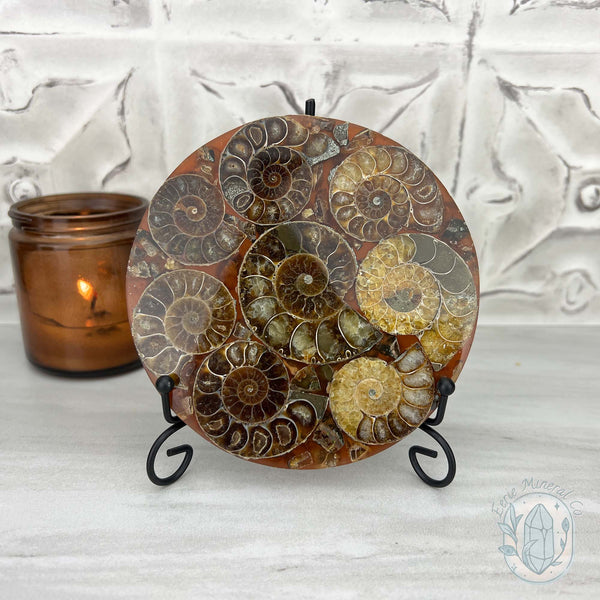 Real Ammonite Fossils with Pyrite Display Plate