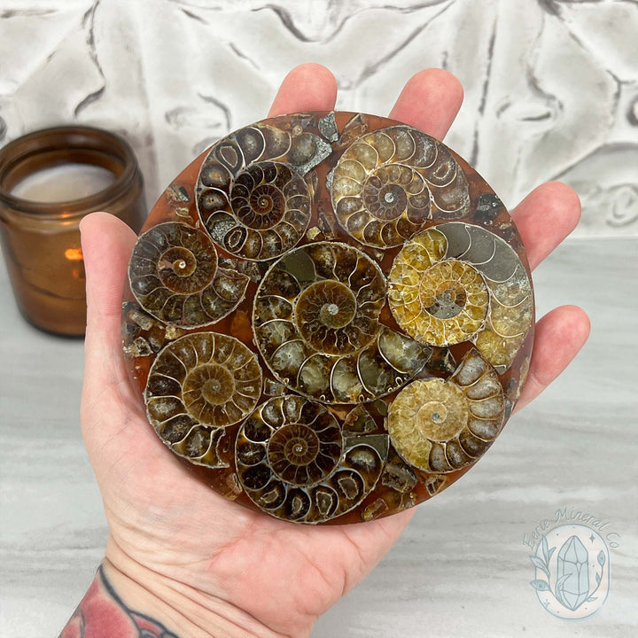 Real Ammonite Fossils with Pyrite Display Plate