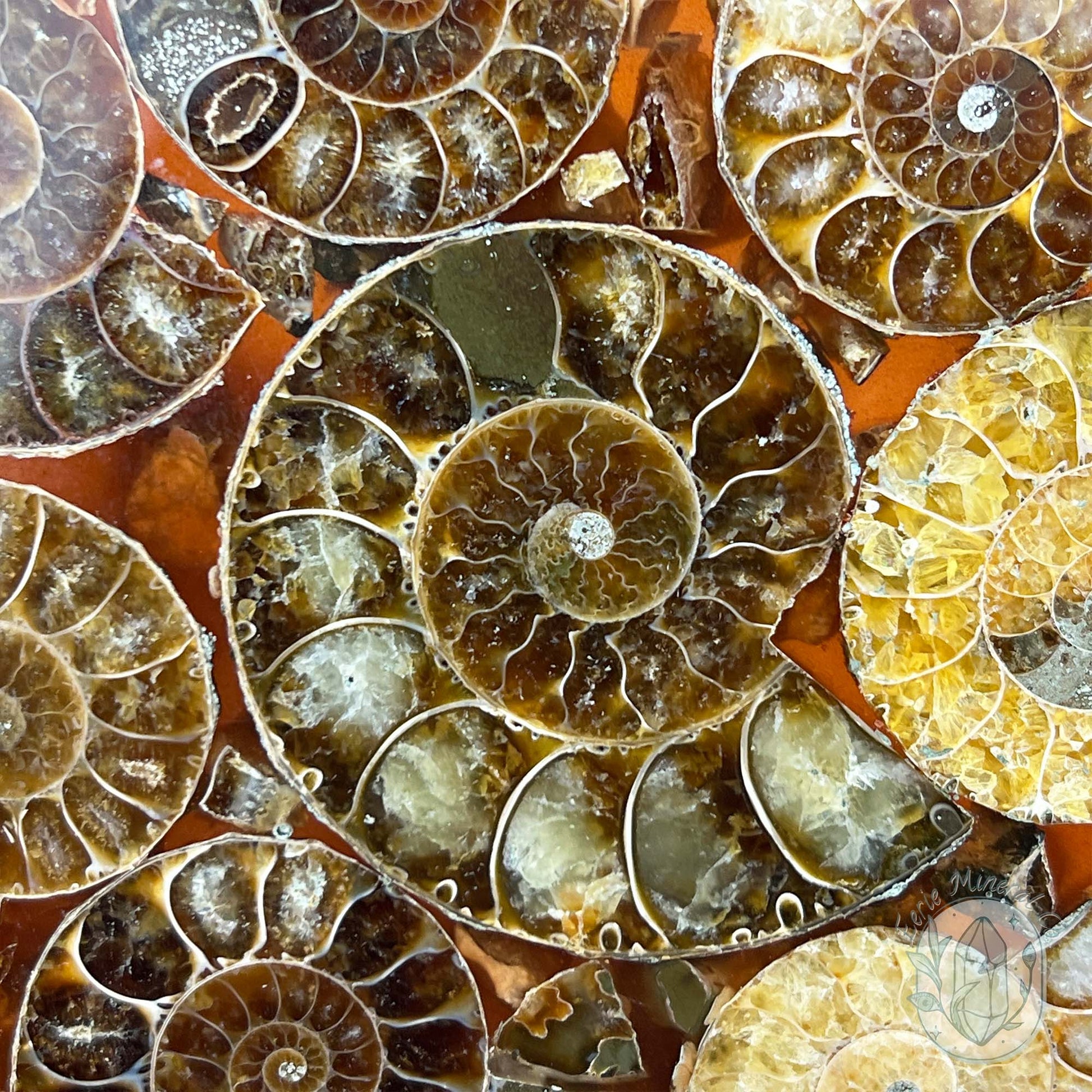 Real Ammonite Fossils with Pyrite Display Plate