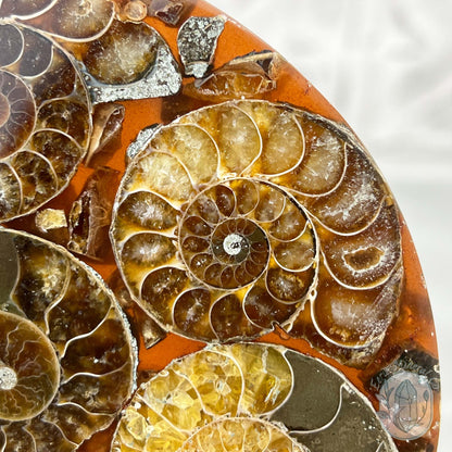 Real Ammonite Fossils with Pyrite Display Plate