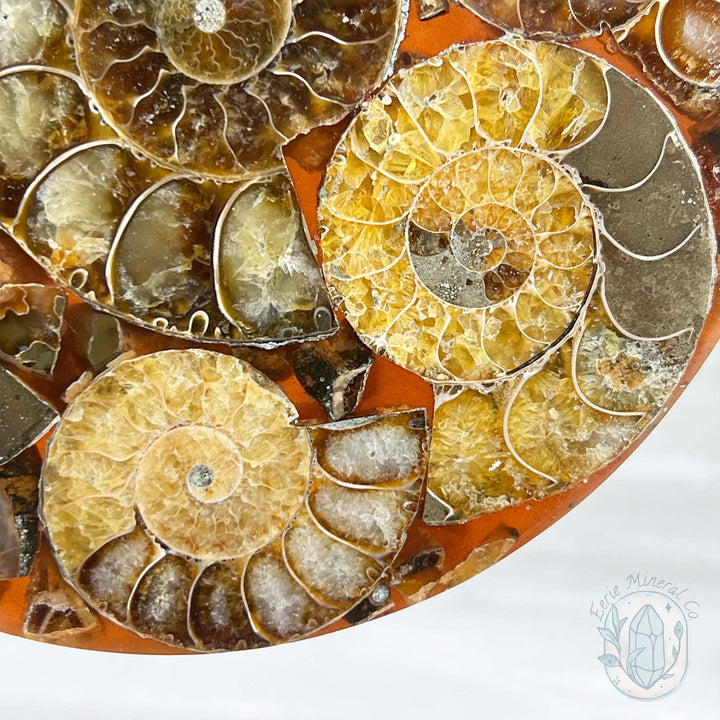 Real Ammonite Fossils with Pyrite Display Plate