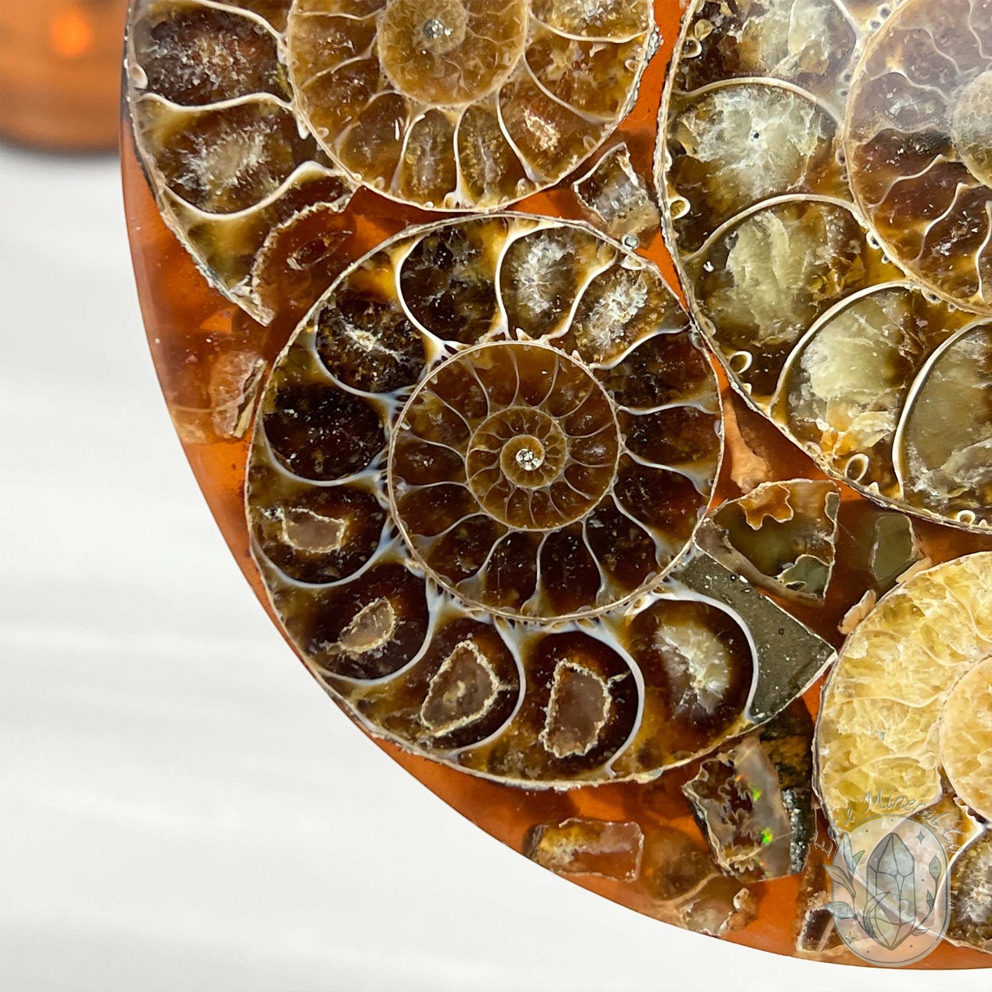 Real Ammonite Fossils with Pyrite Display Plate
