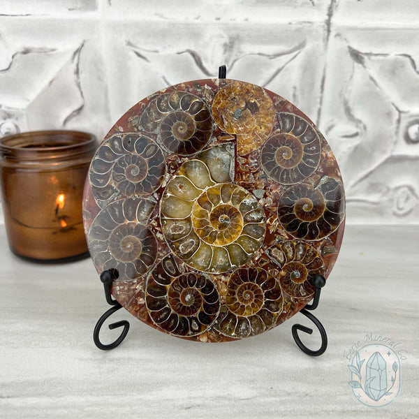 Real Ammonite Fossils with Pyrite Display Plate