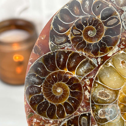 Real Ammonite Fossils with Pyrite Display Plate
