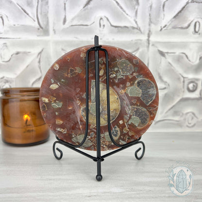 Real Ammonite Fossils with Pyrite Display Plate