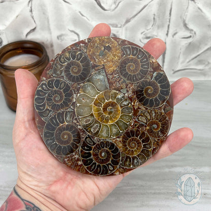 Real Ammonite Fossils with Pyrite Display Plate
