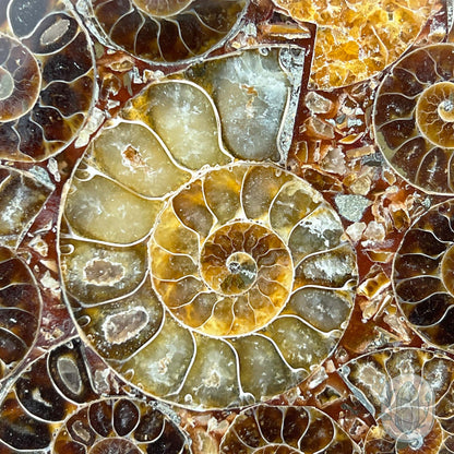 Real Ammonite Fossils with Pyrite Display Plate