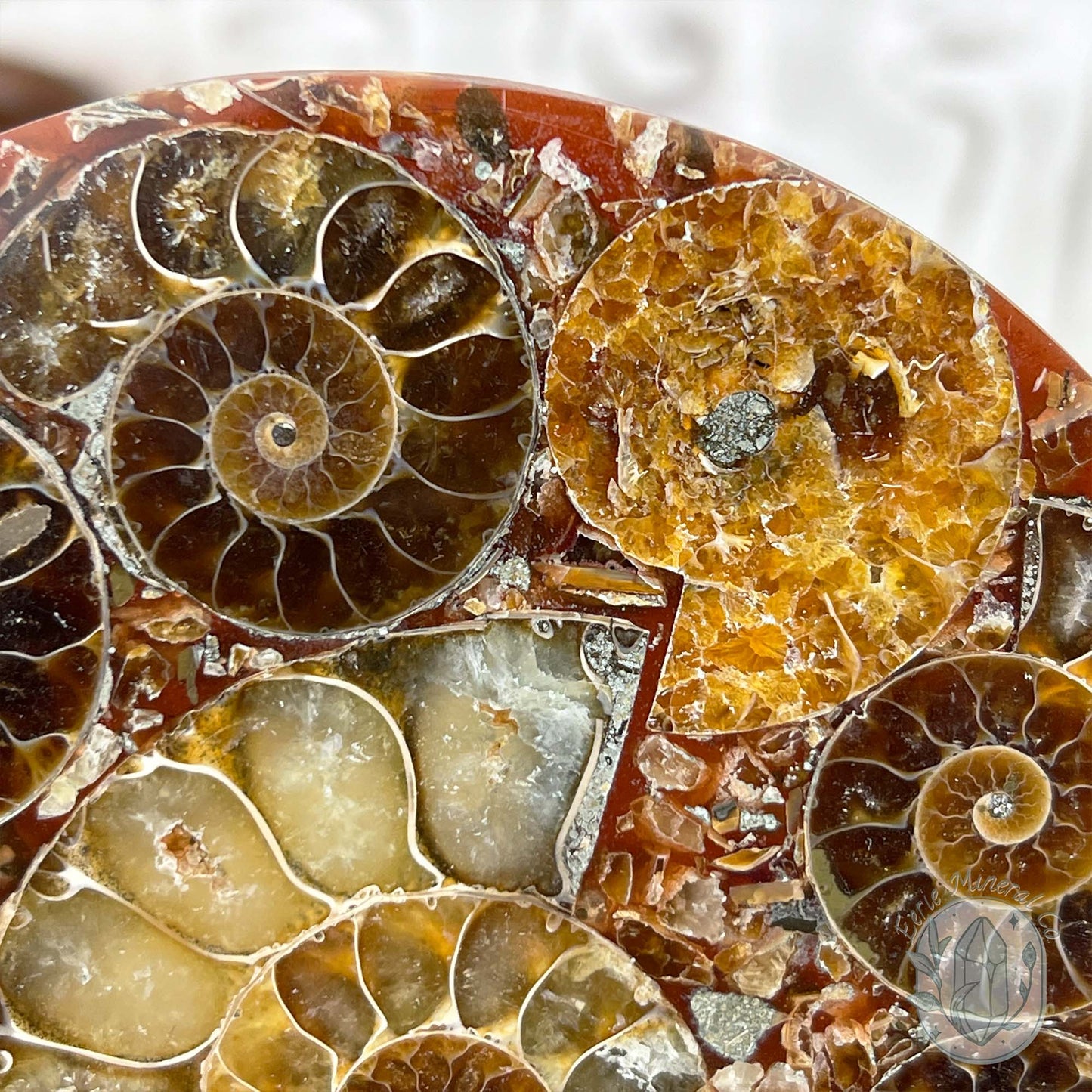 Real Ammonite Fossils with Pyrite Display Plate