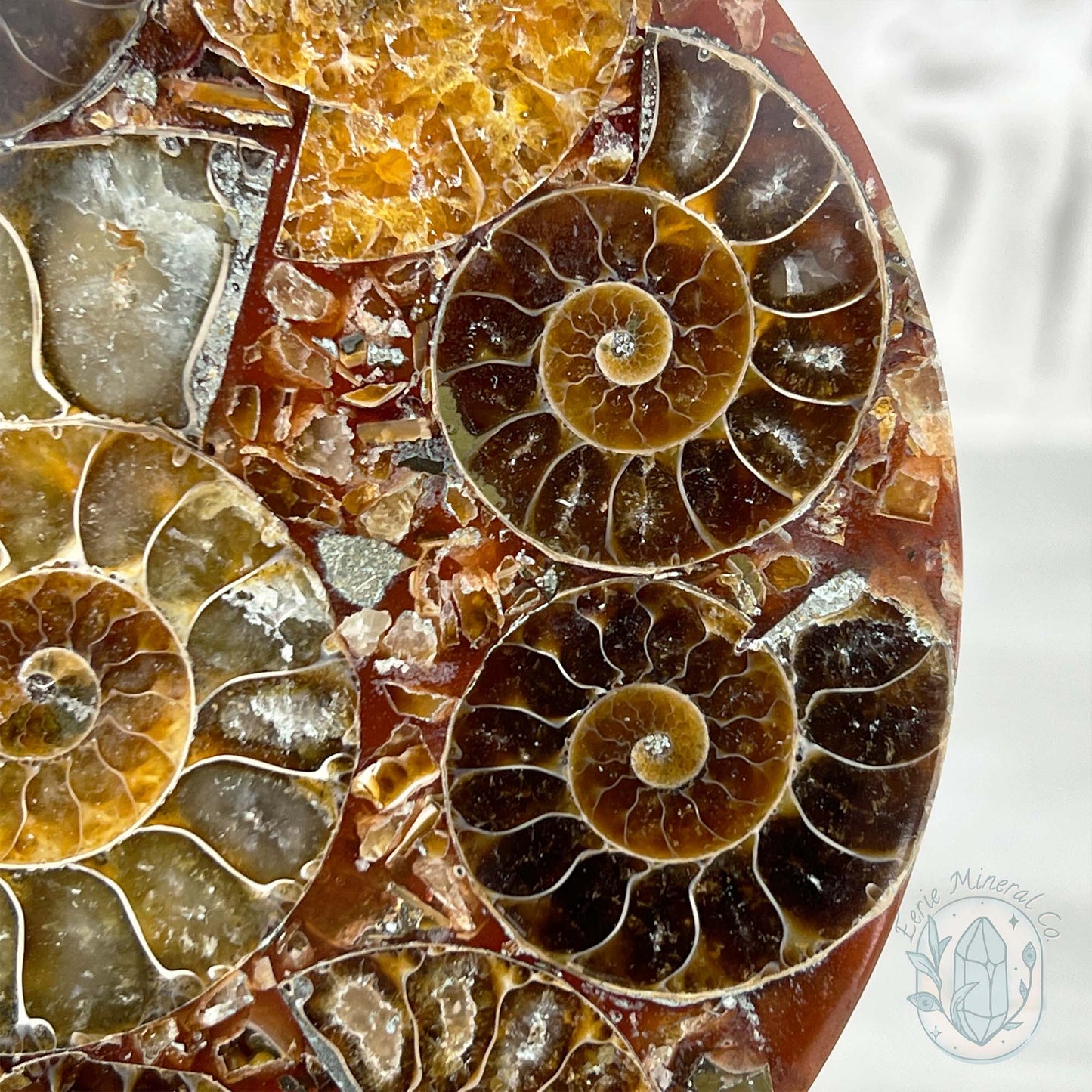 Real Ammonite Fossils with Pyrite Display Plate