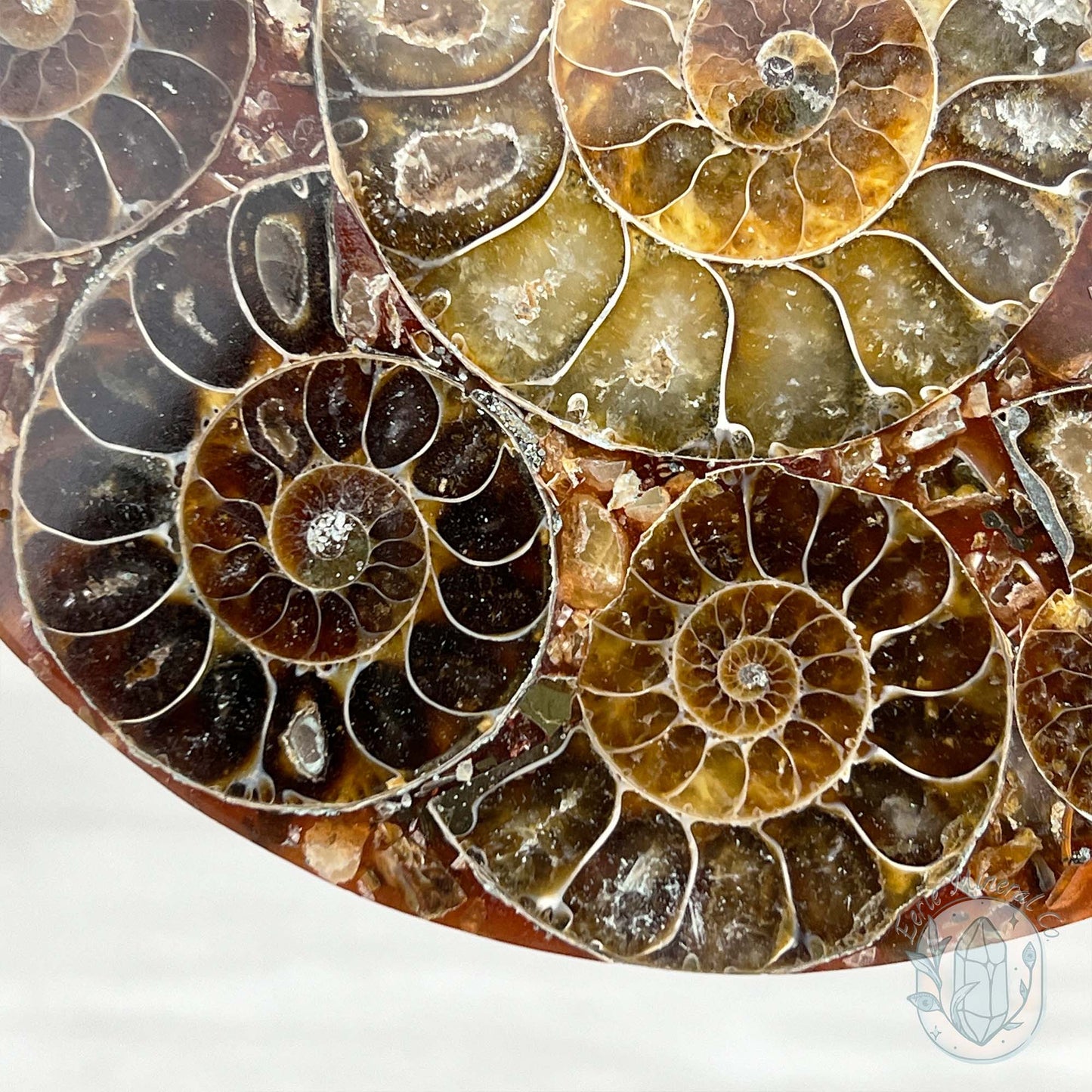 Real Ammonite Fossils with Pyrite Display Plate