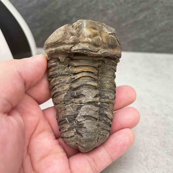 Natural Trilobite Fossil Specimen