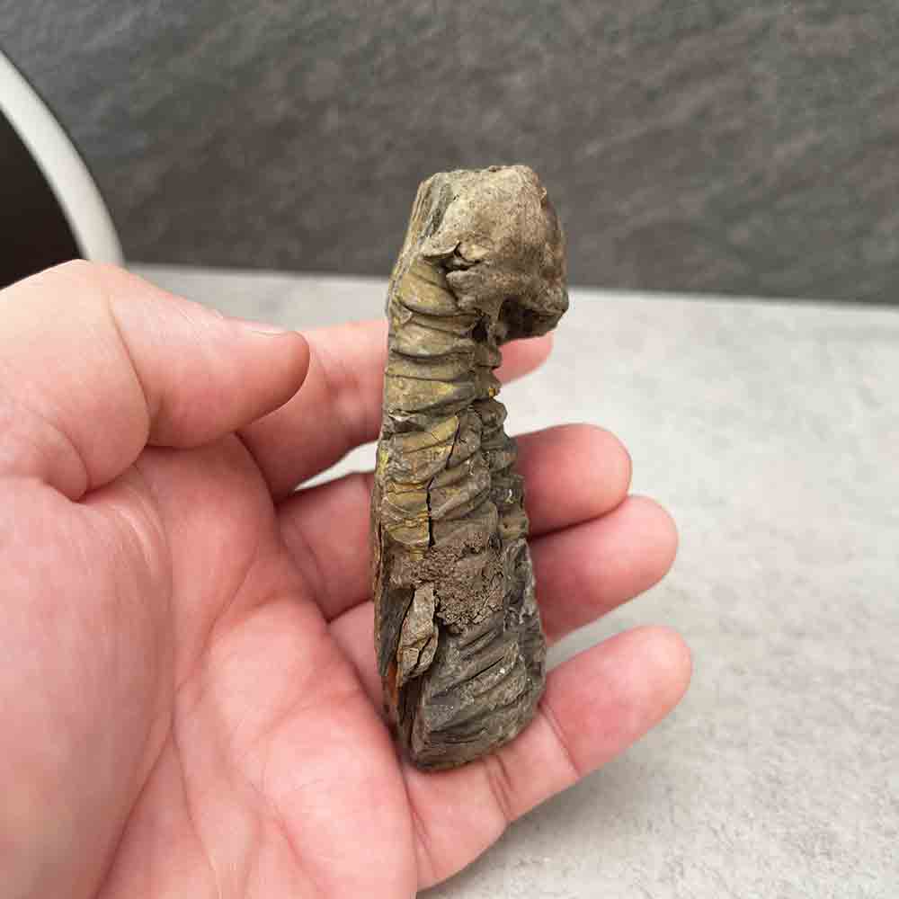 Natural Trilobite Fossil Specimen