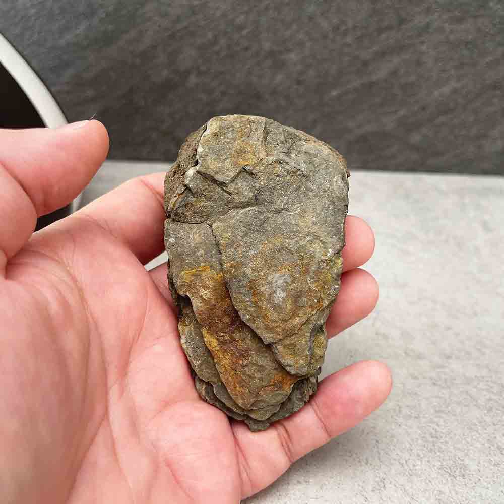 Natural Trilobite Fossil Specimen