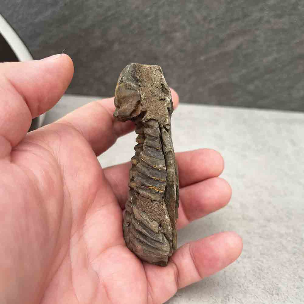 Natural Trilobite Fossil Specimen
