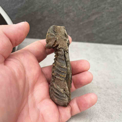 Natural Trilobite Fossil Specimen