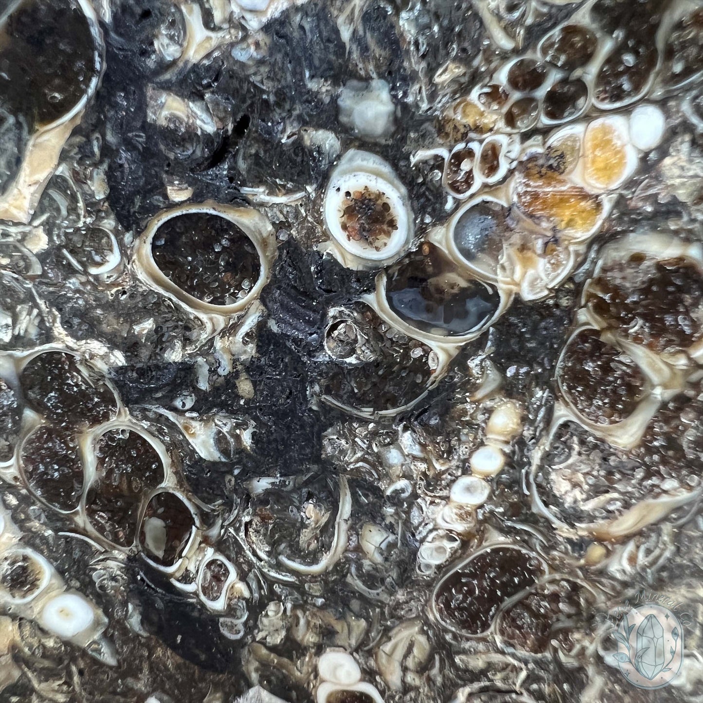 Eocene Era Turritella Agate Fossil Slab From Wyoming
