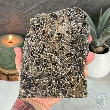 Eocene Era Turritella Agate Fossil Slab From Wyoming