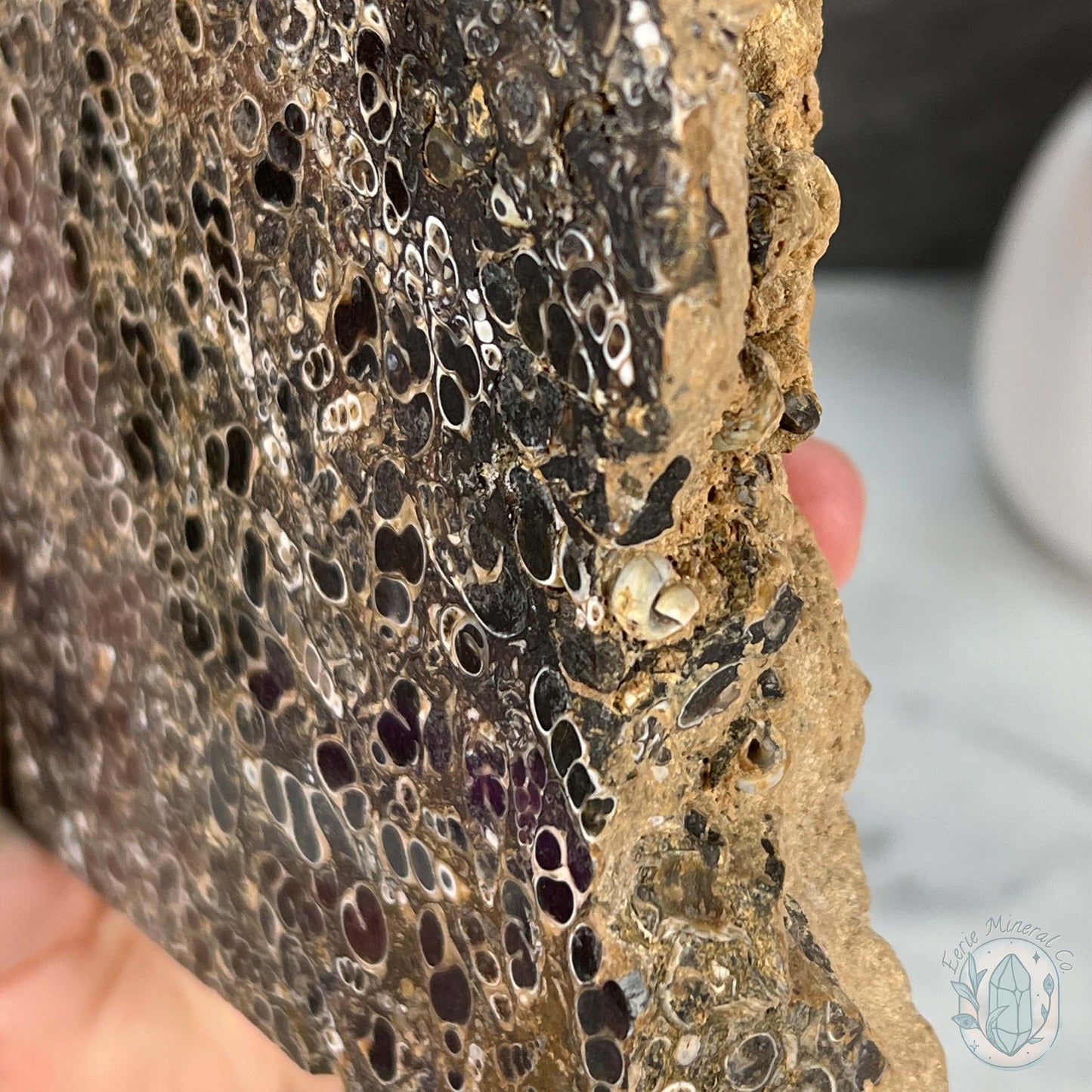 Eocene Era Turritella Agate Fossil Slab From Wyoming