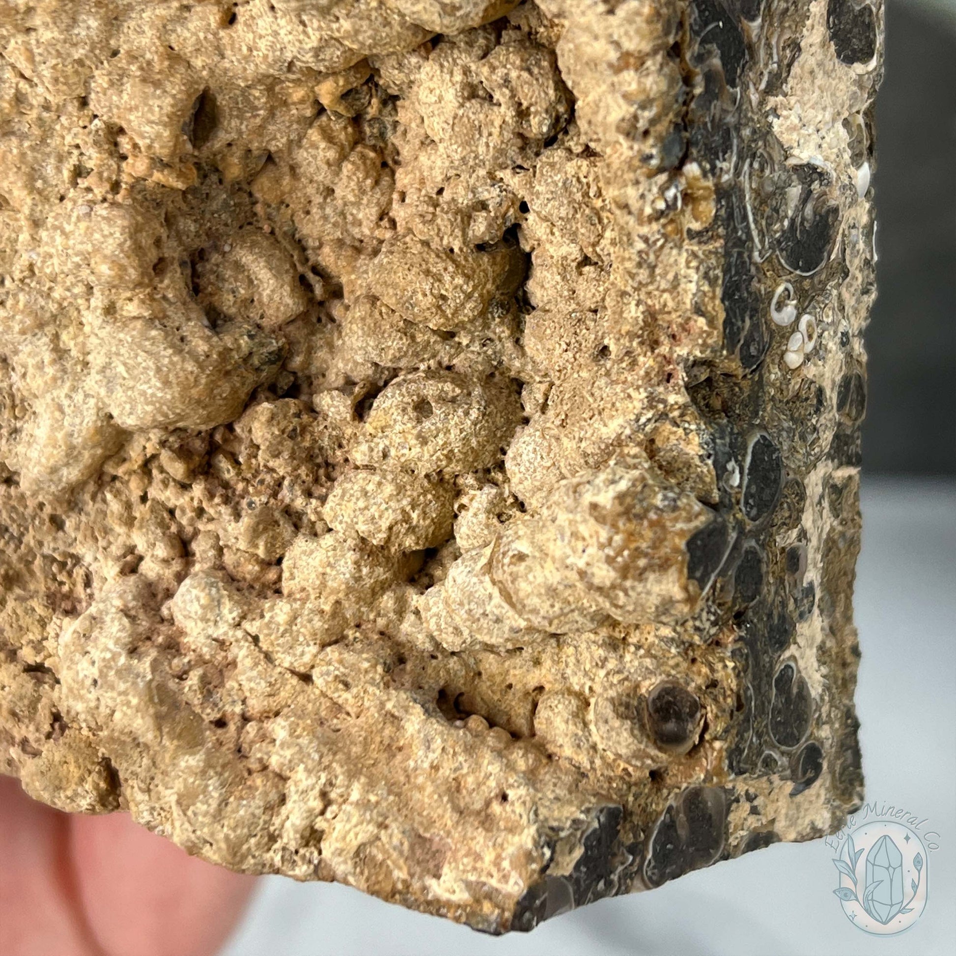 Eocene Era Turritella Agate Fossil Slab From Wyoming
