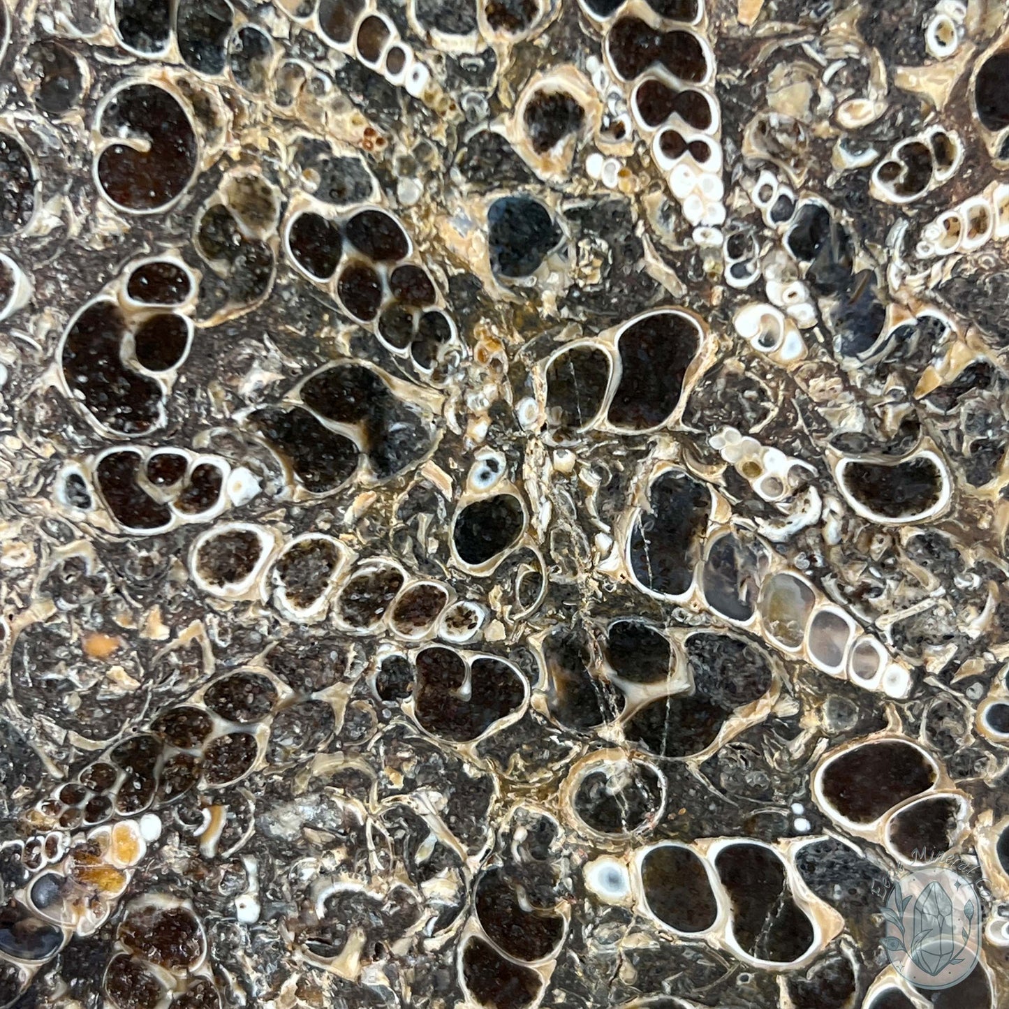 Eocene Era Turritella Agate Fossil Slab From Wyoming