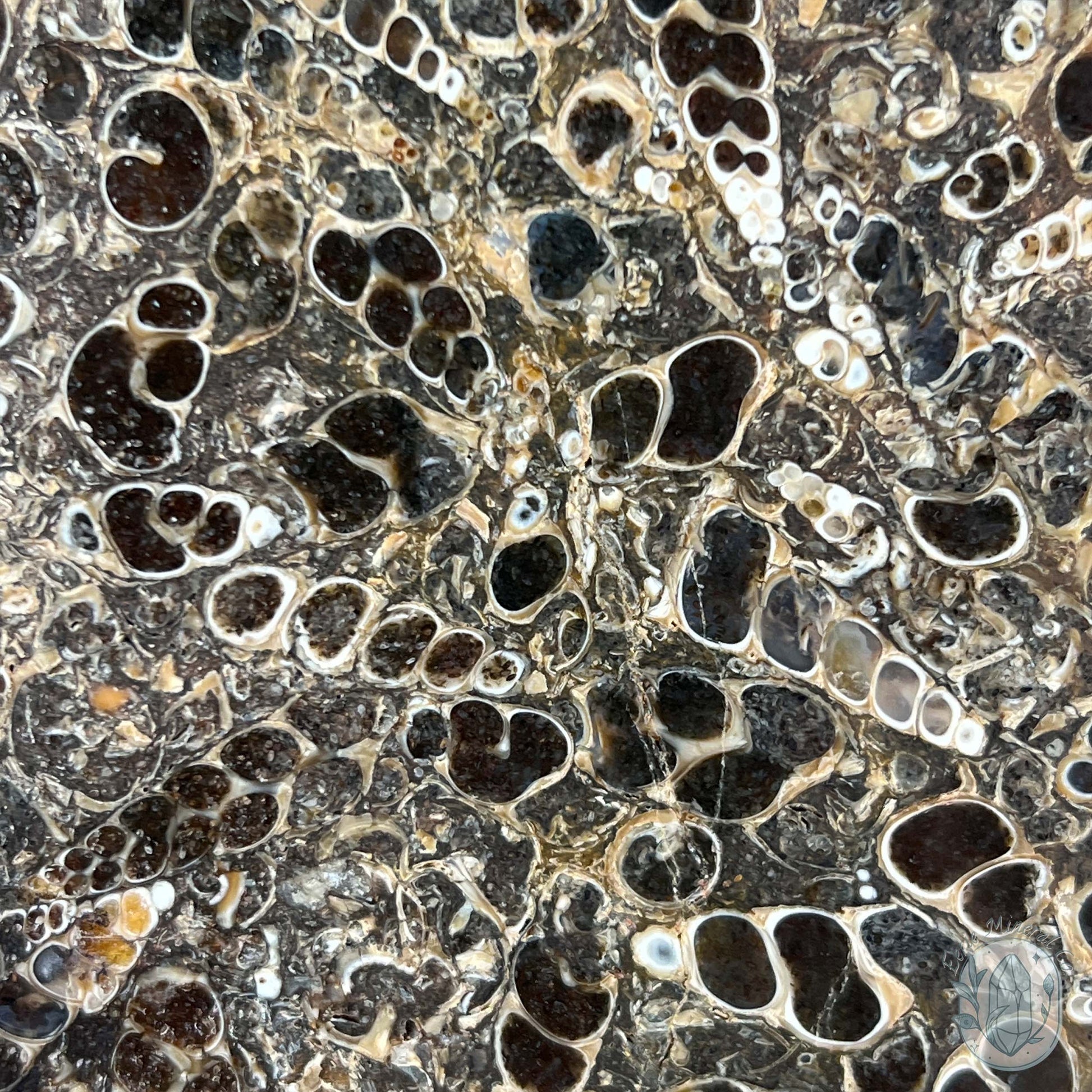 Eocene Era Turritella Agate Fossil Slab From Wyoming
