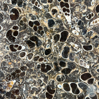 Eocene Era Turritella Agate Fossil Slab From Wyoming