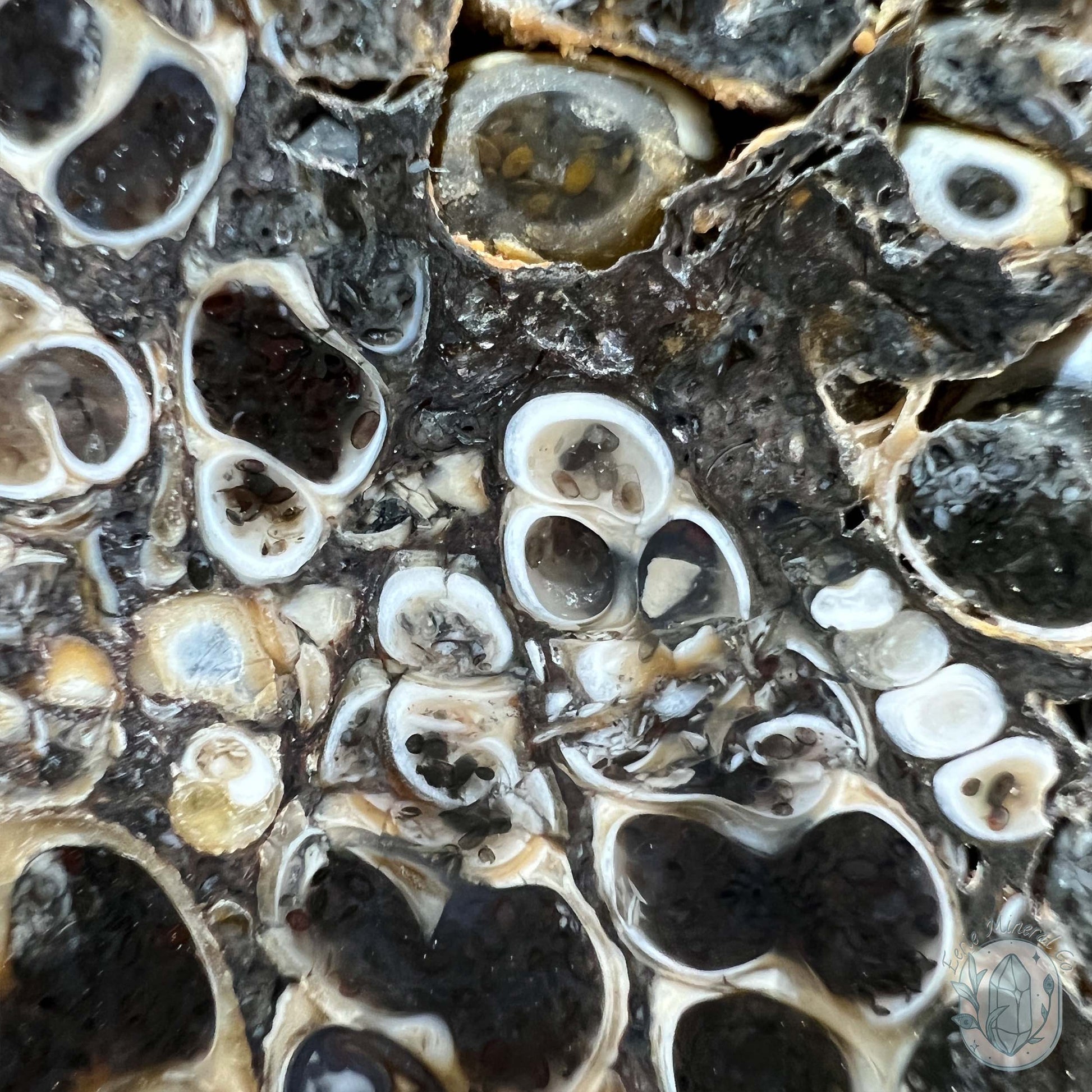 Eocene Era Turritella Agate Fossil Slab From Wyoming