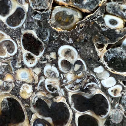 Eocene Era Turritella Agate Fossil Slab From Wyoming