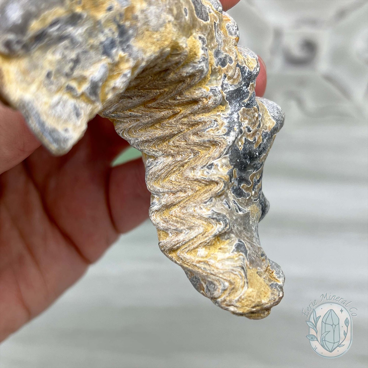 Rastellum ZigZag Oyster Fossil Specimen