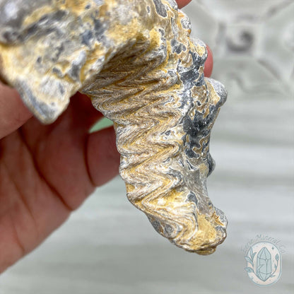 Rastellum ZigZag Oyster Fossil Specimen