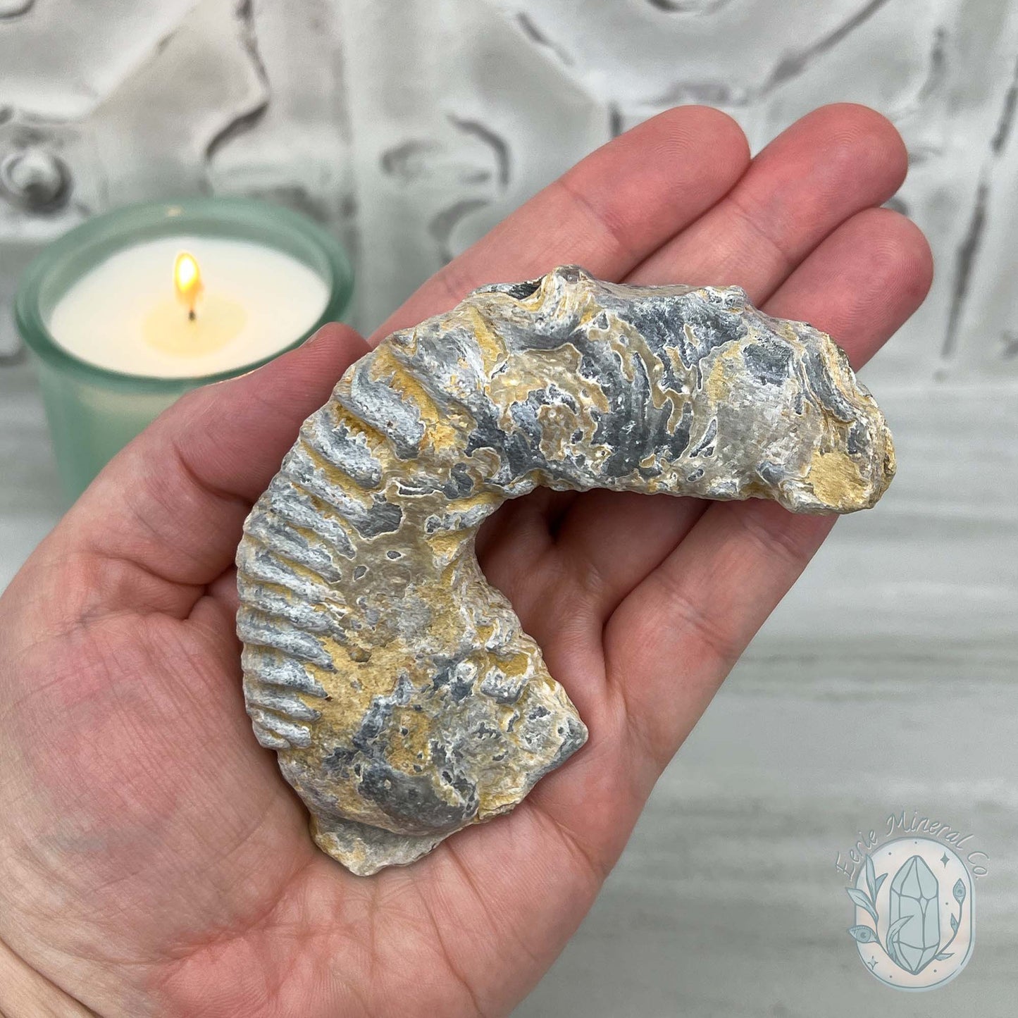 Rastellum ZigZag Oyster Fossil Specimen