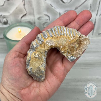 Rastellum ZigZag Oyster Fossil Specimen