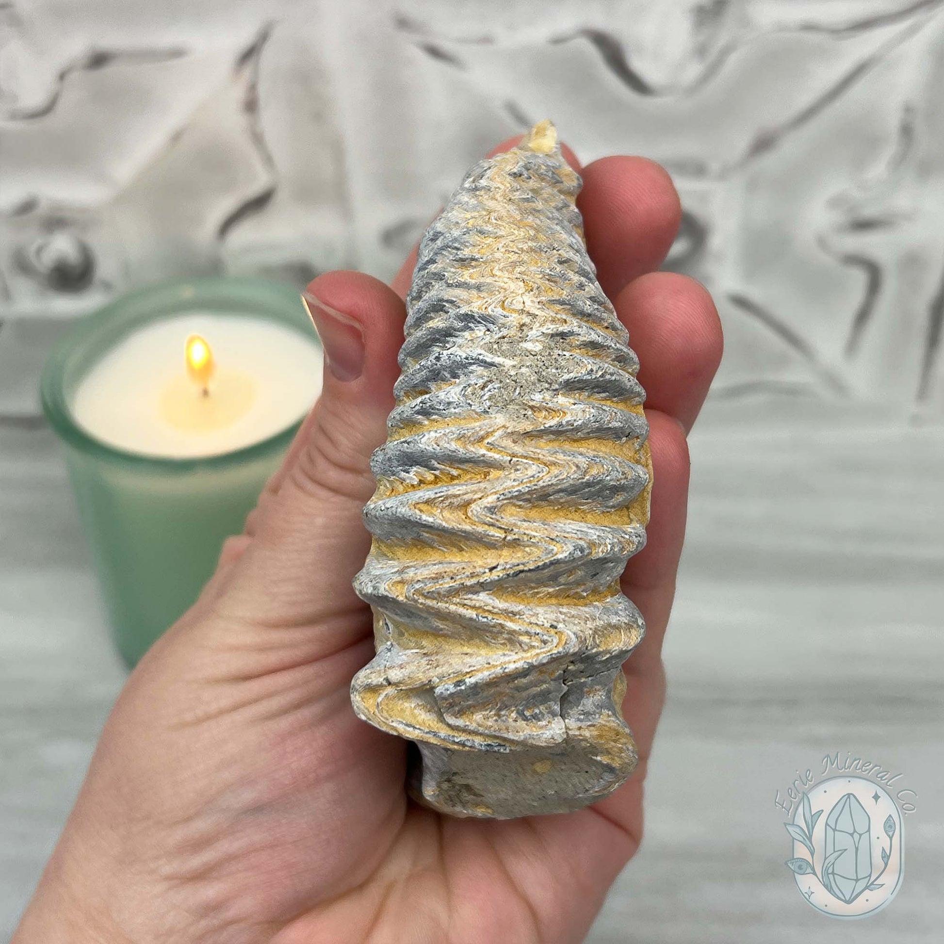 Rastellum ZigZag Oyster Fossil Specimen