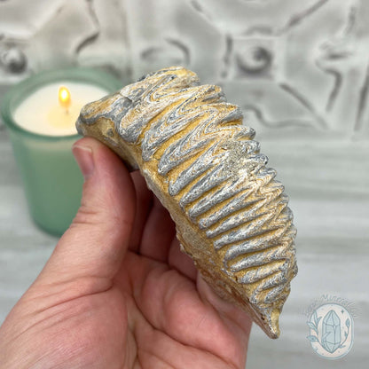 Rastellum ZigZag Oyster Fossil Specimen
