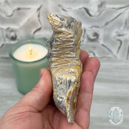 Rastellum ZigZag Oyster Fossil Specimen