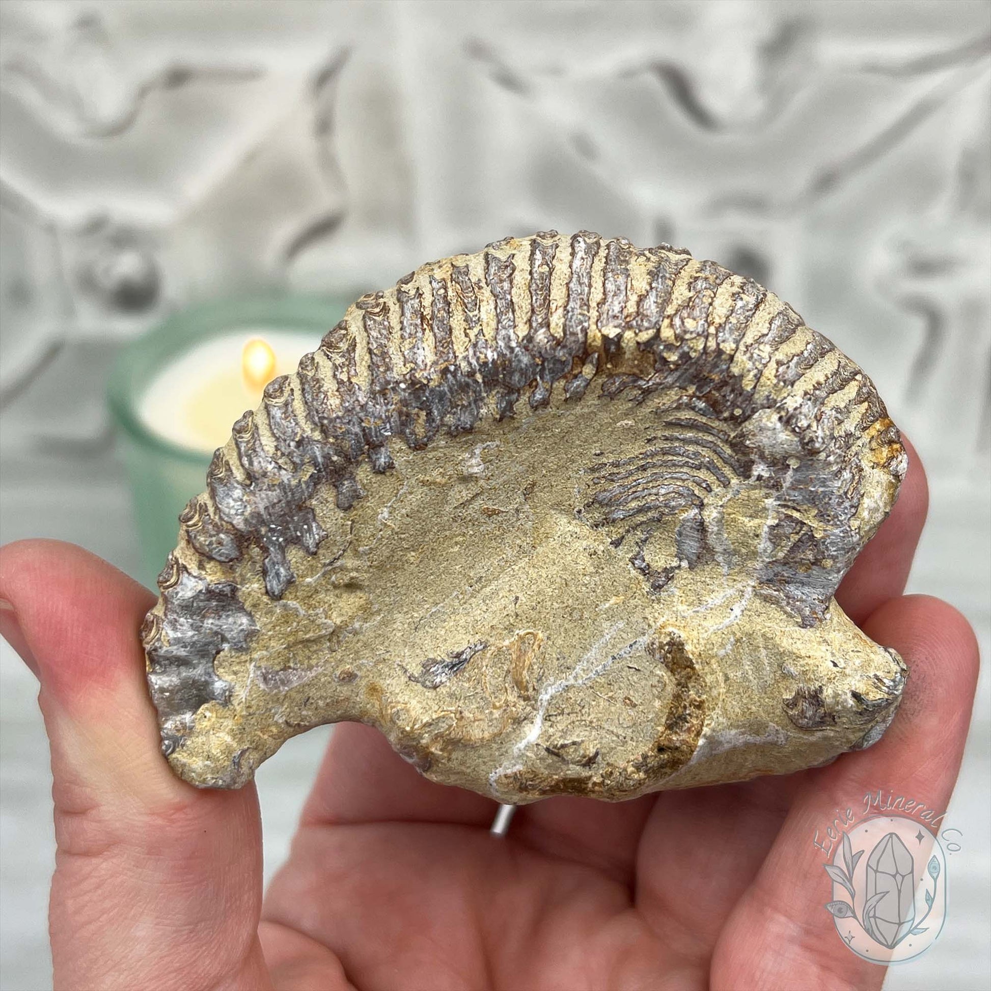 Rastellum ZigZag Oyster Fossil Specimen
