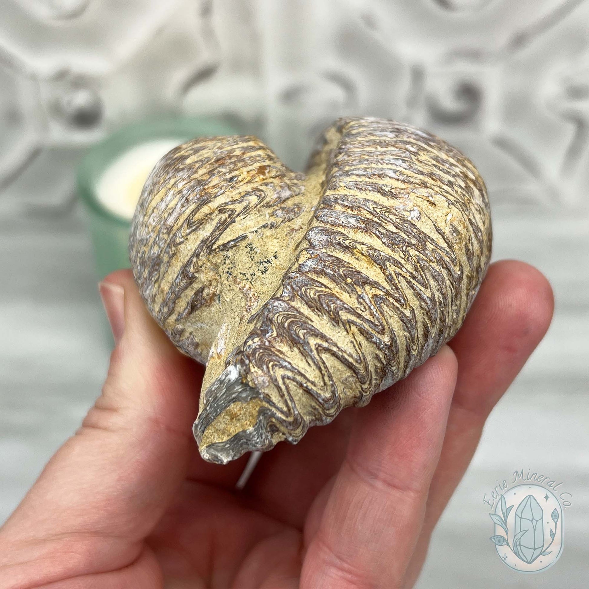 Rastellum ZigZag Oyster Fossil Specimen