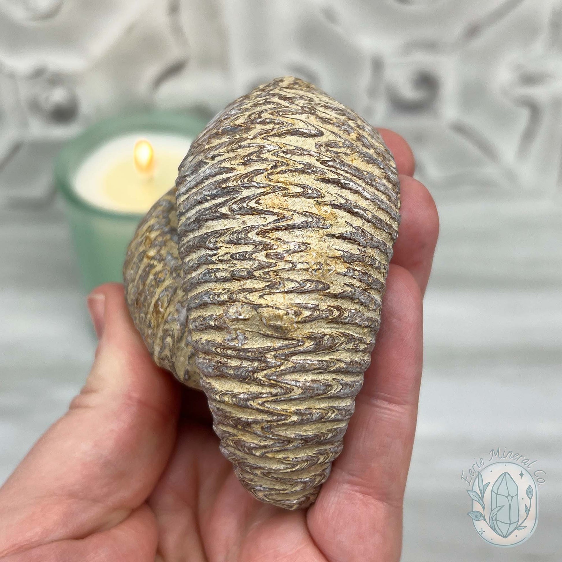 Rastellum ZigZag Oyster Fossil Specimen