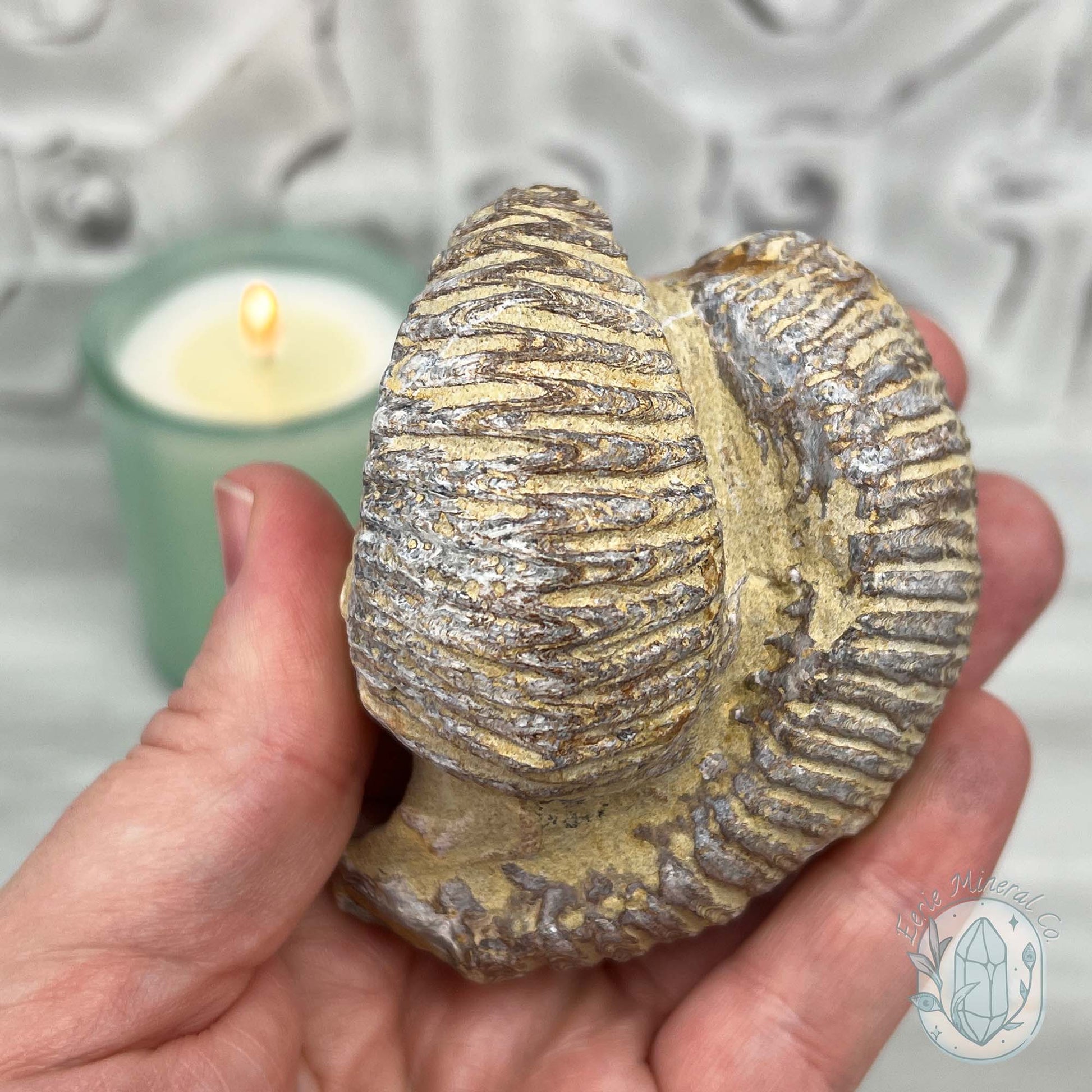 Rastellum ZigZag Oyster Fossil Specimen