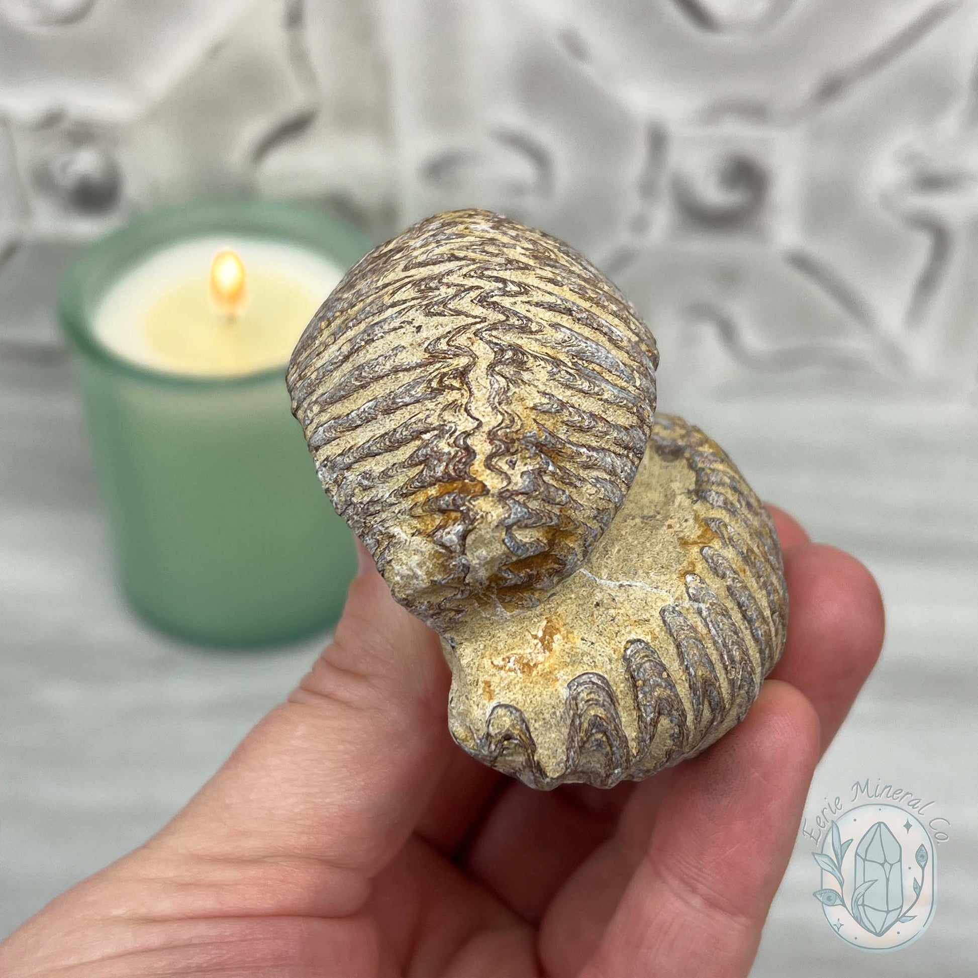 Rastellum ZigZag Oyster Fossil Specimen