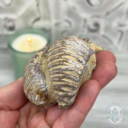 Rastellum ZigZag Oyster Fossil Specimen