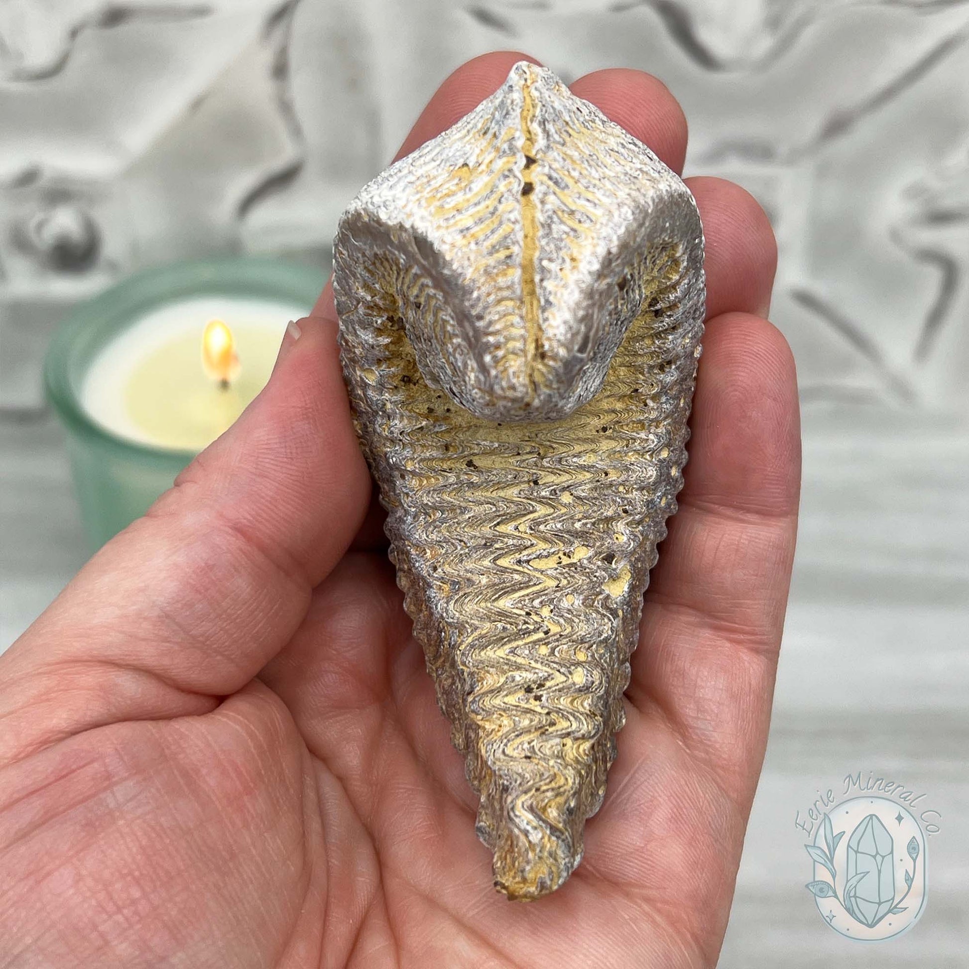 Rastellum ZigZag Oyster Fossil Specimen