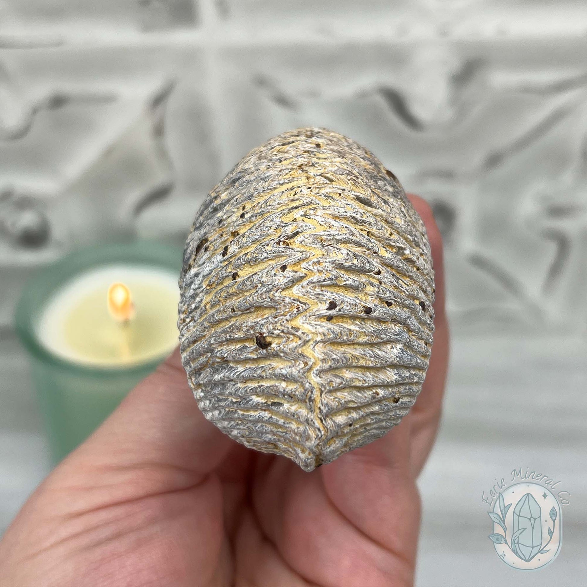Rastellum ZigZag Oyster Fossil Specimen